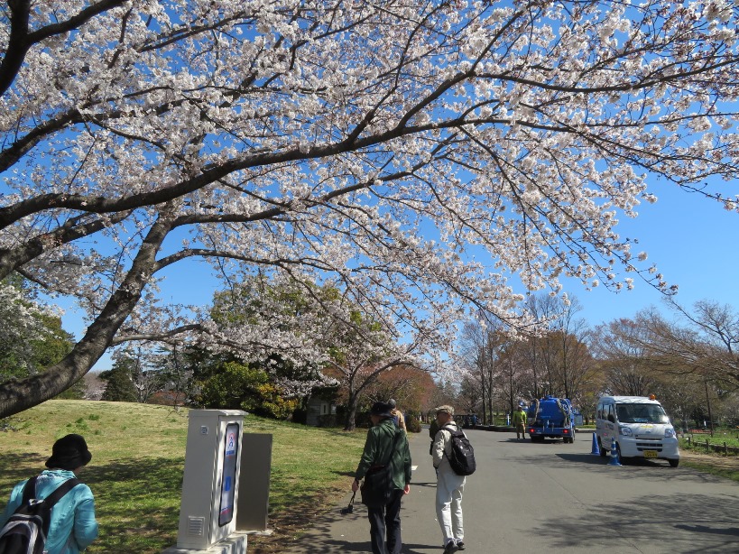 昭和記念公園 みんなの原っぱの東の桜並木