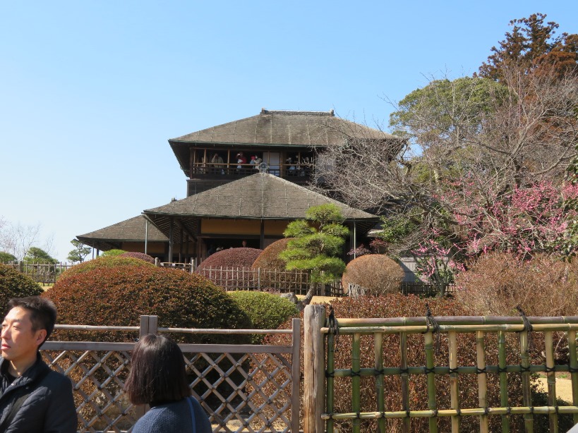 水戸の梅まつり 偕楽園 梅林