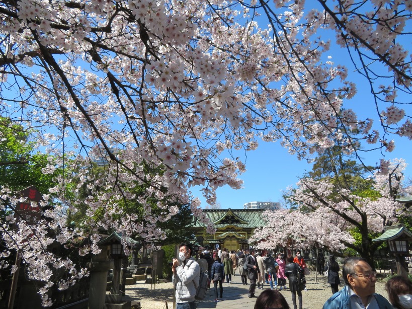 上野公園 信じられないほど閑散としたさくら通りの満開のさくら並木